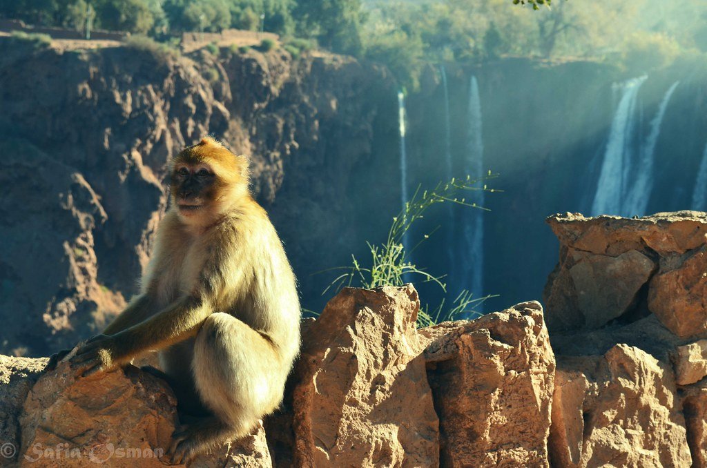 Escursione di un giorno alle Cascate di Ouzoud