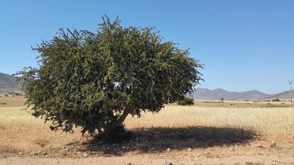 Albero di Argan nel deserto marocchino, fonte dell’oro liquido marocchino